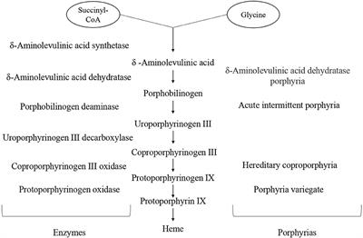 Anesthetic implications in porphyrias